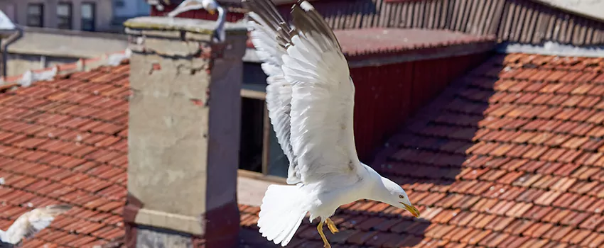 Residential Chimney Animal Removal Solution in Covington, WA